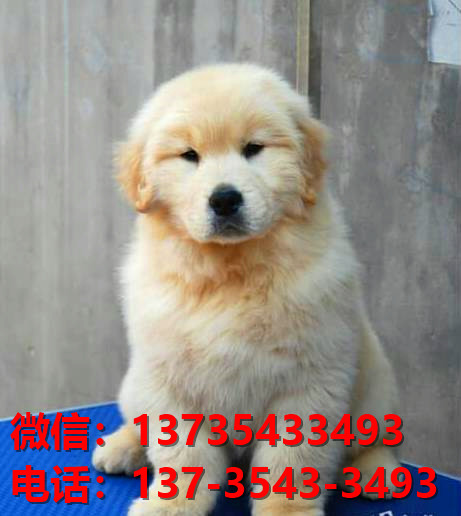 常德宠物狗犬舍出售纯种金毛犬网上买狗卖狗地