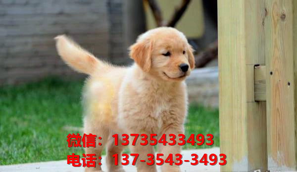 阳江宠物狗犬舍出售纯种金毛犬网上卖狗买狗地方在哪有狗市场