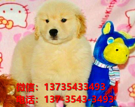 焦作宠物狗犬舍领养纯种金毛犬网上卖狗买狗地