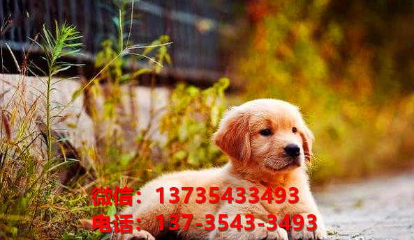 衡阳宠物狗犬舍领养纯种金毛犬网上卖狗买狗地方在哪有狗市场