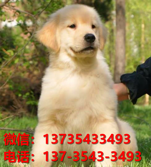 江门犬舍江门宠物狗出售金毛犬网上卖狗买狗网