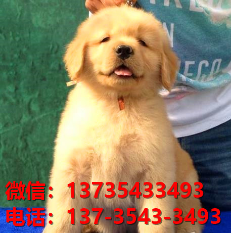 信阳宠物狗犬舍出售纯种金毛犬网上卖狗买狗地