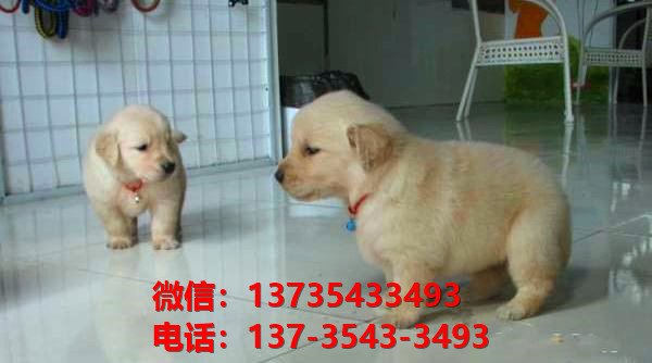 阳江宠物狗犬舍出售纯种金毛犬网上卖狗买狗地方在哪有狗市场