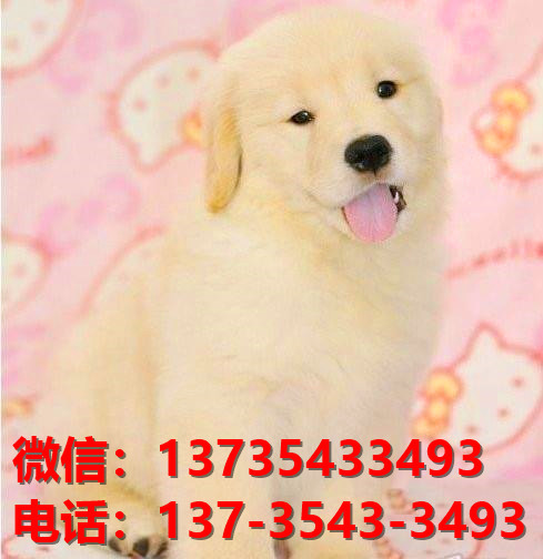 攀枝花宠物狗犬舍出售纯种大头金毛犬领养卖狗买狗地方在哪有狗市场