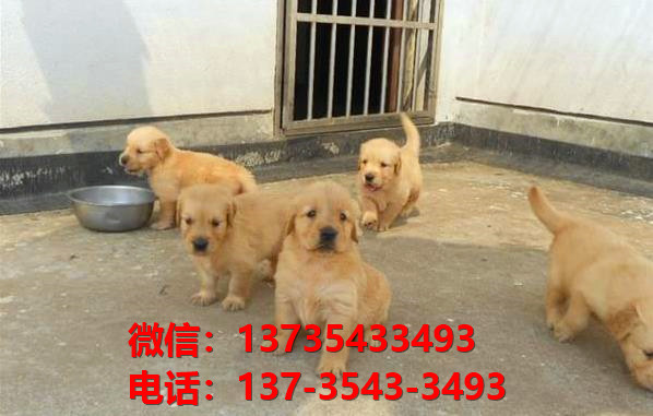 河池宠物狗犬舍出售纯种金毛犬网上卖狗买狗地方在哪有狗市场