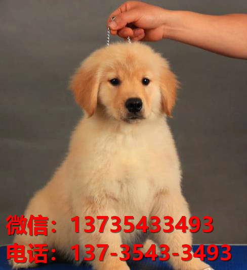 安康宠物狗狗犬舍出售纯种金毛犬网上卖狗买狗