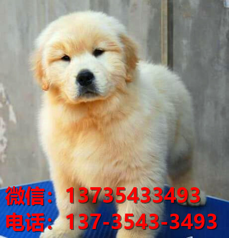 楚雄宠物狗狗犬舍出售纯种金毛犬卖狗买狗地方在哪领养狗市场