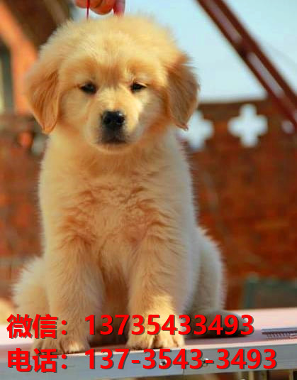 成都宠物狗犬舍出售纯种金毛犬卖狗买狗地方在哪有狗市场领养