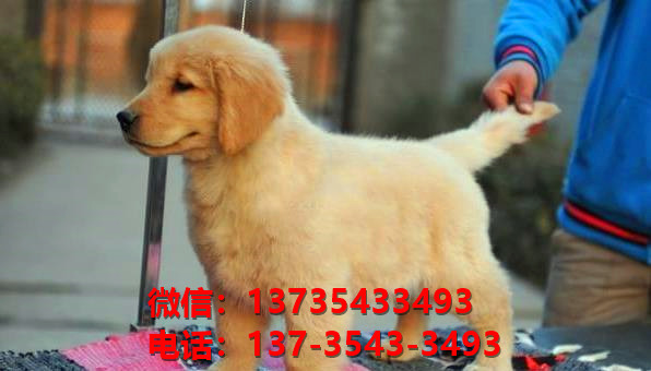 红河宠物狗狗犬舍出售纯种金毛犬网上卖狗买狗