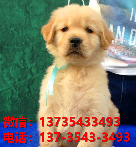 河池宠物狗犬舍出售纯种金毛犬网上卖狗买狗地