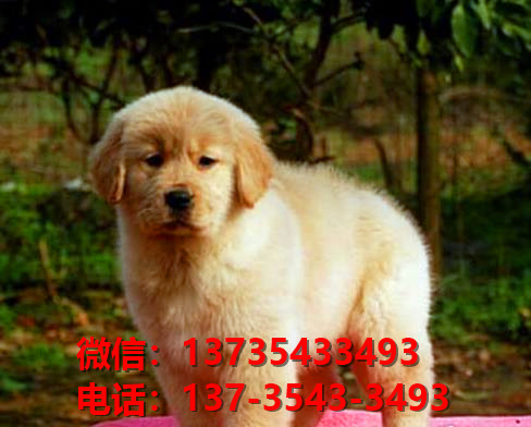 合肥宠物狗狗犬舍出售纯种金毛犬卖狗买狗地方在哪有狗市场领养