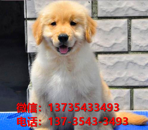 合肥宠物狗狗犬舍出售纯种金毛犬卖狗买狗地方