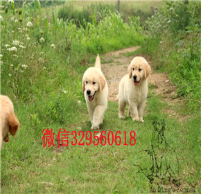  南宁金毛犬多少钱 南宁哪里有卖纯种金毛犬 