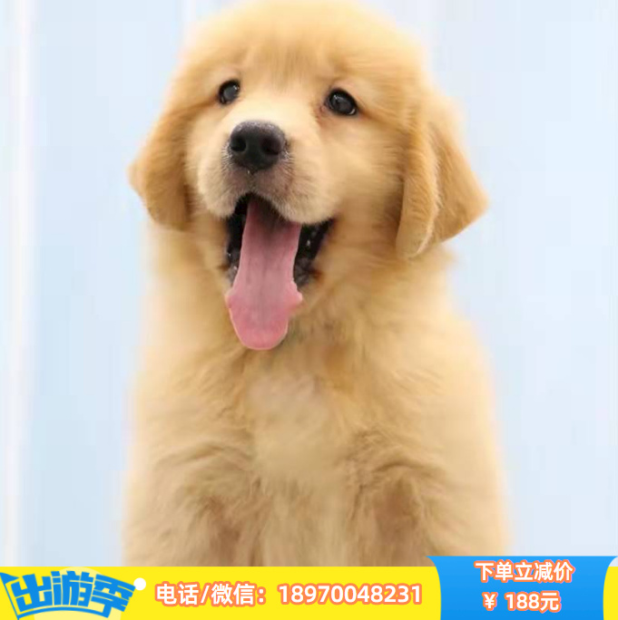合肥本地出售金毛幼犬，合肥哪里有宠物店