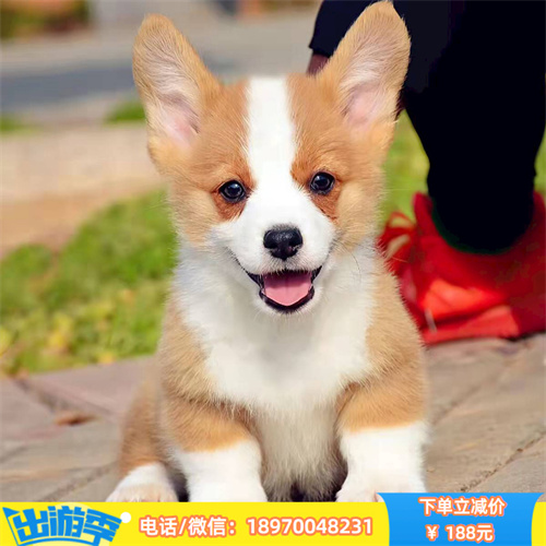 济南哪里有纯种金毛幼犬出售 济南宠物销售中心