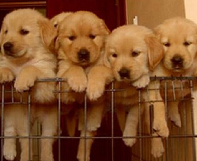 昆明禄劝县买狗请进 禄劝县买金毛请联系我们