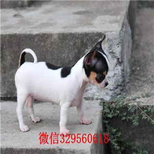 小体吉娃娃多少钱 郑州哪里卖吉娃娃