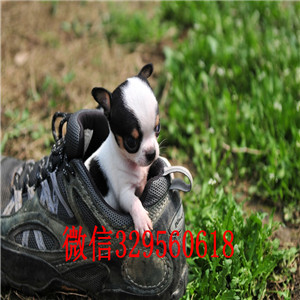  平顶山哪里有卖吉娃娃的小体吉娃娃多少钱苹