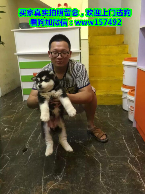 宁波本地宠物店 出售纯种吉娃娃等各类宠物狗