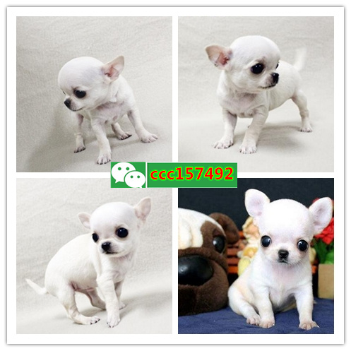 沈阳哪里有宠物狗 沈阳吉娃娃多少钱一只 苹果