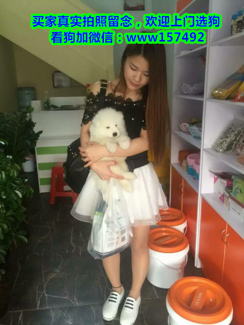 宁波本地宠物店 出售纯种吉娃娃等各类宠物狗