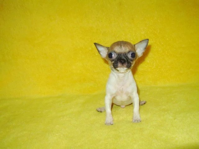 高品质苹果头小体吉娃娃 完美品相 签协议 包