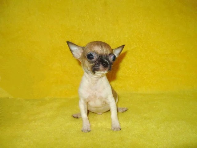 黄石哪里卖铁包金吉娃娃 黄石哪里卖健康的吉