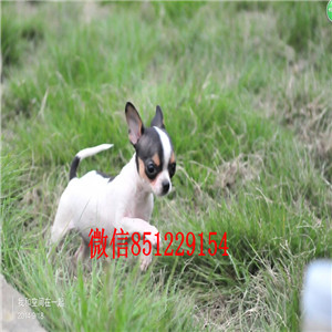 三个半月大墨西哥纯种小吉娃娃 