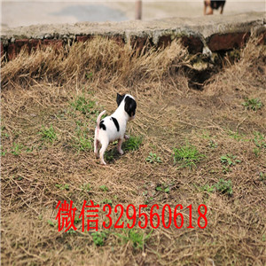 合肥吉娃娃 纯正苹果头保证品质和健康 