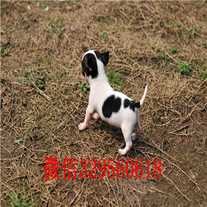 合肥吉娃娃 纯正苹果头保证品质和健康 