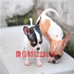 买一赠一 宁波大型犬舍热销纯种苹果头吉娃娃物美价廉