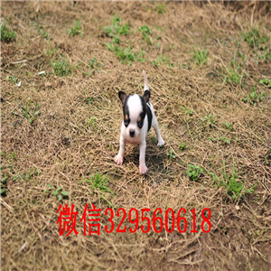 平顶山出售吉娃娃 标准苹果头哪里有卖纯种吉