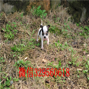 合肥出售吉娃娃 标准苹果头哪里有卖纯种吉娃