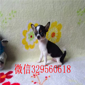 铜陵吉娃娃幼犬出售黄色吉娃娃小体吉娃娃多少钱吉娃娃长大几斤