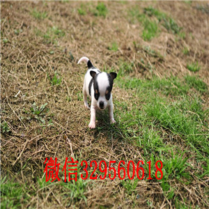 丰都吉娃娃幼犬出售铁包金吉娃娃极品袖珍墨西