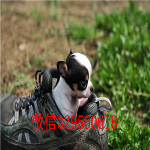 合肥出售吉娃娃 标准苹果头哪里有卖纯种吉娃娃苹果头短毛小体吉娃娃墨西哥苹果头吉娃娃幼犬