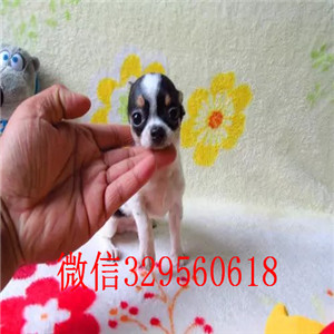 铜陵吉娃娃幼犬出售黄色吉娃娃小体吉娃娃多少钱吉娃娃长大几斤