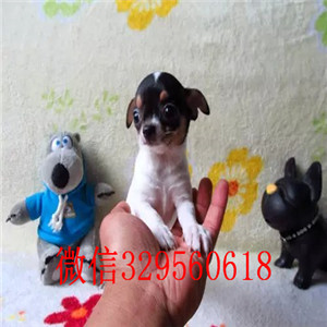 淮北出售吉娃娃 标准苹果头黑白花吉娃娃极品袖珍墨西哥吉娃娃吉娃娃长大几斤