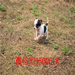 北碚出售吉娃娃 标准苹果头黄色吉娃娃小体吉