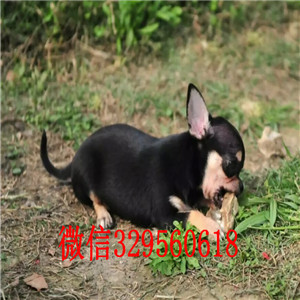 盘锦吉娃娃幼犬出售黄色吉娃娃极品袖珍墨西哥