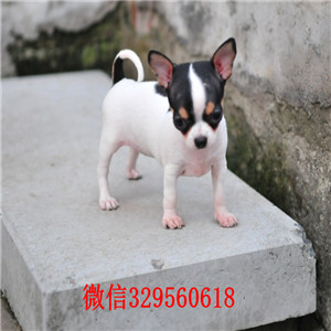 内江吉娃娃多少钱一只犬舍出售吉娃娃幼犬茶杯