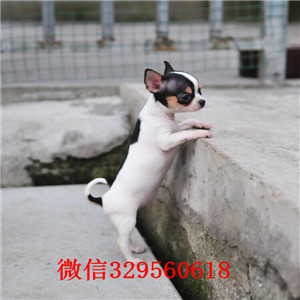 大连吉娃娃多少钱一只吉娃娃长多大哪里有卖吉娃娃的小体吉娃娃