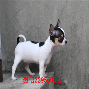 奉节哪里有卖吉娃娃吉娃娃长多大哪里有卖吉娃娃的小体吉娃娃