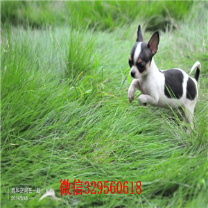 铁岭吉娃娃多少钱一只犬舍出售吉娃娃幼犬大眼睛吉娃娃 多少钱一只苹果头金鱼眼吉娃娃