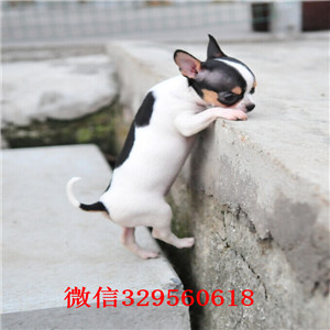 大连吉娃娃多少钱一只吉娃娃长多大哪里有卖吉