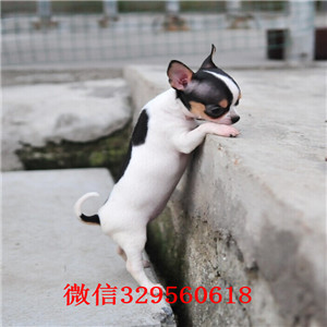 平顶山出售纯种吉娃娃幼犬吉娃娃长多大黄白花吉娃娃吉娃娃性格