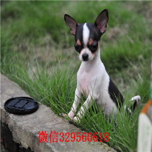 牡丹江哪里有卖吉娃娃犬舍出售吉娃娃幼犬铁包