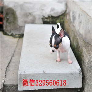 平顶山出售纯种吉娃娃幼犬吉娃娃长多大黄白花