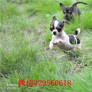 铁岭吉娃娃多少钱一只犬舍出售吉娃娃幼犬大眼睛吉娃娃 多少钱一只苹果头金鱼眼吉娃娃