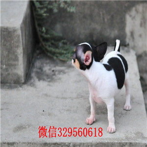 盘锦出售纯种吉娃娃幼犬犬舍出售吉娃娃幼犬铁